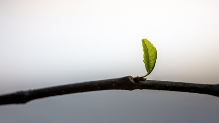 Single green young leaf on branch and nature background.の写真素材