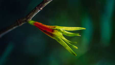 Muti color of flower sepals in nature on branch, Nature blurred background, Colorful in nature,...
