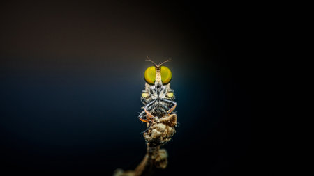 Close up a robber fly on branch and dark background, Nature background, Big eye insect, Thailand.の写真素材