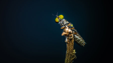 Close up a robber fly on branch and dark background, Nature background, Big eye insect, Thailand.の写真素材