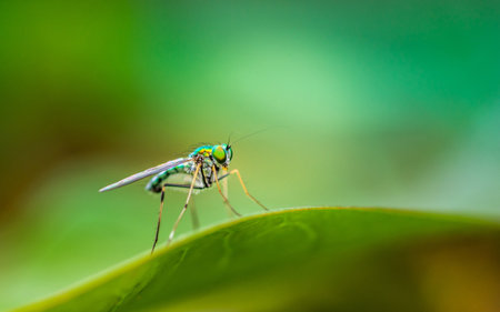 Close up of green long-legged fly or Austrosciapus connexus on green leaf. Insect photo in Thailand, Light nature background, Selective focus.の写真素材