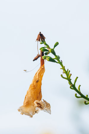 Dried elder yellow on tree branch, Dried petals with nature background.の写真素材