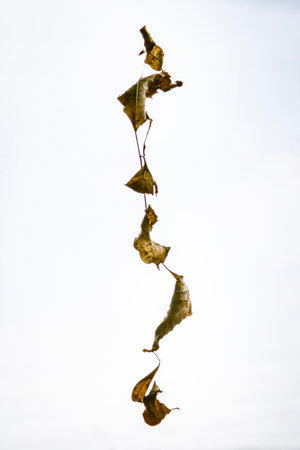 Chain dried withered leaves with on nature background.の写真素材