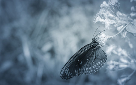 Common crow butterfly (Euploea core) and flower with nature blurred background, black and white...