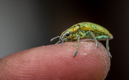 A Gold-dust weevil or Green weevil on finger, Moth dust, Insect photo in Thailand.の写真素材