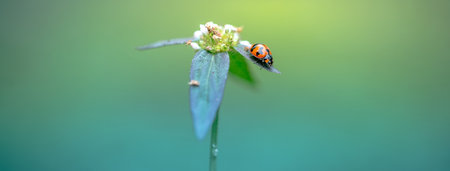 Red ladybug sitting on leave and wild flower in morning, Nature blurred background.の写真素材