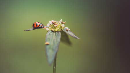 Red ladybug sitting on leave and wild flower in morning, Nature blurred background.の写真素材