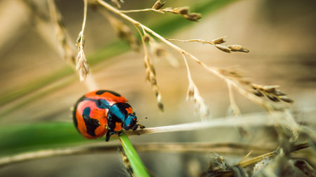 Red Ladybugs on green leaf and nature blurred background.の写真素材