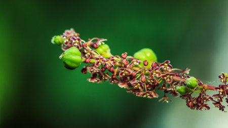 Close up of Star gooseberry and flower is fresh organic natural in the garden.の写真素材