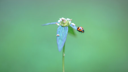 Red ladybug sitting on leave and wild flower in morning, Nature blurred background.の写真素材