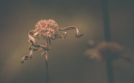 Dry wildflower in summer with nature background, Art of nature, Brown flower photo.