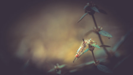 The tussock moth caterpillar on wildflower and green leaf, Before butterfly life cycle.の写真素材