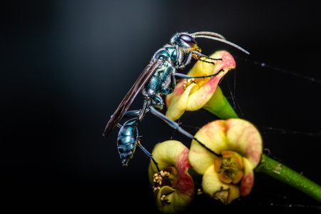 A Blue Mud Wasp (Chalybion californium) on Euphorbia milii flower and have pollen on face, Insect macro shot in Thailand.の写真素材