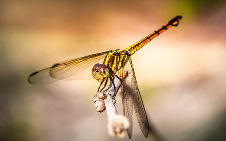 Beautiful of nature, A dragonfly on tree branch and nature blurred background, Macro shots, Insect...