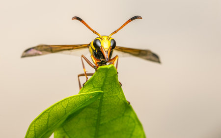 Yellow Potter Wasp on green leaf and black background, Macro shot insect in Thailand, Selective focus.の写真素材