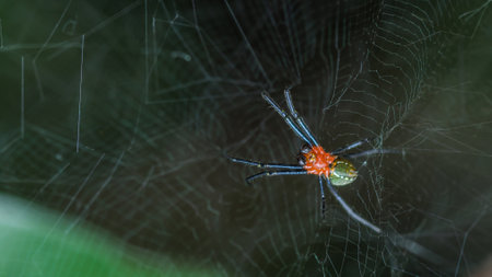 Orb weaver spider (Leucauge venusta) on web, Macro shot of insect and wildlife in nature.の写真素材