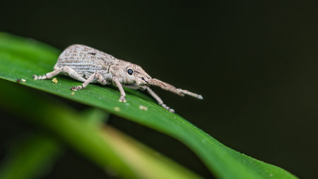 White beetle weevil resting on a green leaf and dew drop in morning, Insect photo in Thailand.の写真素材