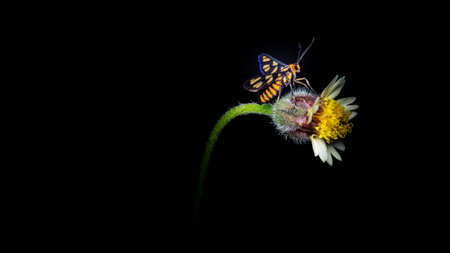 Wasp moth, Tiger moth on yellow wildflower, isolated nature black  background.の写真素材