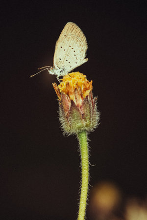 Tiny grass blue butterfly on wildflower in morning, Close up and macro with soft focus and bokeh nature blurred background, Retro style and grain photo, Insects in Thailand.の写真素材