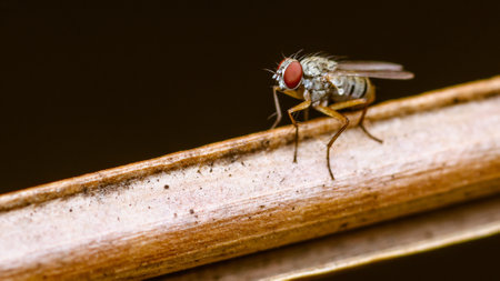 Close up a Fly on dry leaf and nature blurred background, Common housefly, Colorful insect, Selective focus.の写真素材