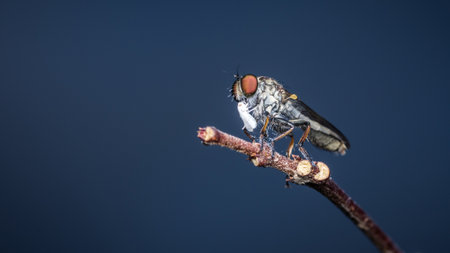 Close up a robber fly and white prey on branch and nature background, Nature background, Big eye insect, Thailand.の写真素材