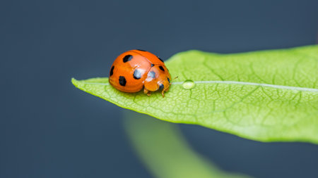 Red Ladybugs on green leaf and nature blurred background.の写真素材