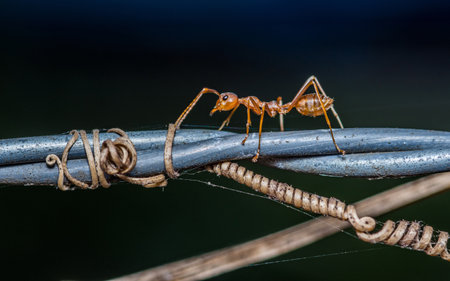 Red ant walking on barbed wire, macro photo, dark background.の写真素材