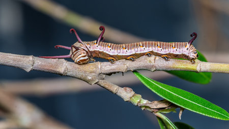 Common Indian Crow Butterfly's Caterpillar on tree branches and natural background.の写真素材