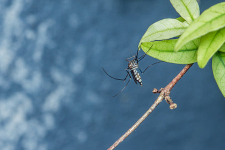 Close up a mosquito hides under green leaf, nature blurred background, macro photos, selective focus, insect Thailand.の写真素材