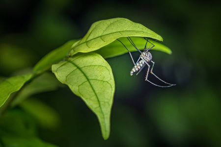 Close up a mosquito hides under green leaf, nature blurred background, macro photos, selective focus, insect Thailand.の写真素材