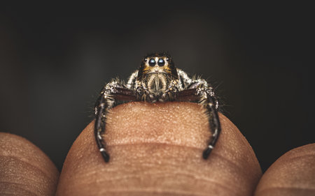 Close up a black jumping spider on human finger and natural background, Human skin, Insect photo, Selective focus.の写真素材