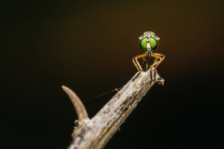 Close up a robber fly on branch and dark background, Nature background, Big eye insect, Thailand.の写真素材