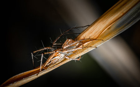 A brown Lynx Spider (Striped Lynx Spider) on the dried leaf with isolated background, Macro photo.の写真素材
