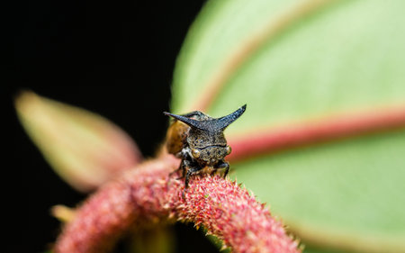 Close up a strange treehopper (horned tree hopper) on tree branch and nature background, Selective...