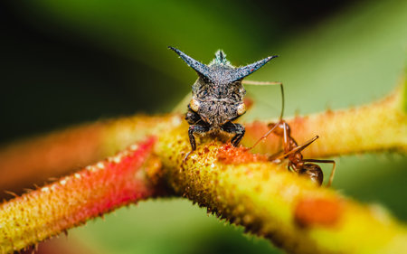 Close up a strange treehopper (horned tree hopper) on tree branch with red ants, Selective focus,...