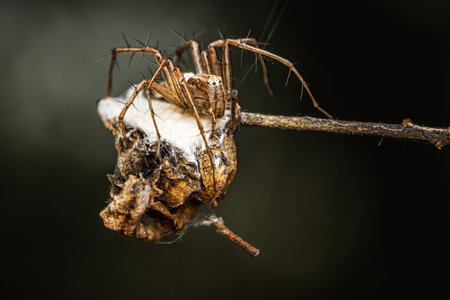 A female lynx spider sits its nest on tree branch, Macro photo of an insect in nature, Selective focus.の写真素材