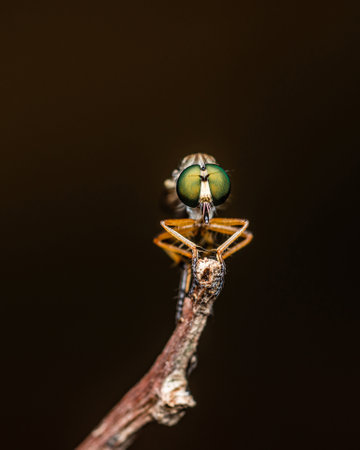 Close up a robber fly on branch and dark background, Nature background, Big eye insect, Thailand.の写真素材