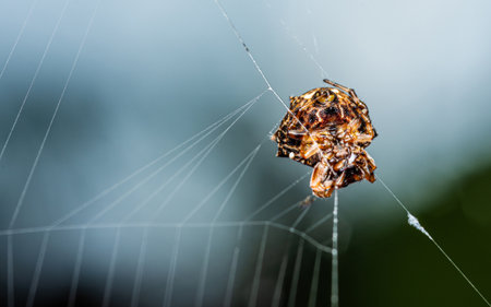 Spiny Orb Weaver on web in nature, Macro photo of insect in nature and selective focus.