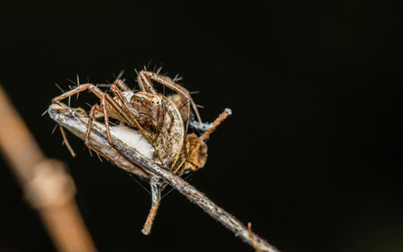 A female lynx spider sits its nest on tree branch, Macro photo of an insect in nature, Selective focus.の写真素材