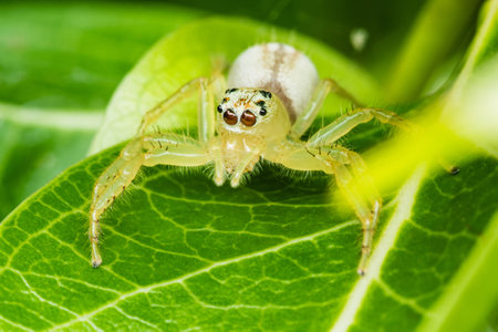 Close up a Jumping spider on green leaf, Selective focus, Macro photos.の写真素材