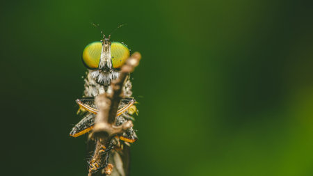 Close up a robber fly on branch and water drops, Nature background, Big eye insect, Thailand.の写真素材