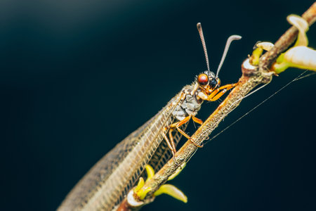 Close up of a Antlion (Myrmeleontidae) perched on branch on nature background, Selective focus, Insect photo in Thailand.の写真素材
