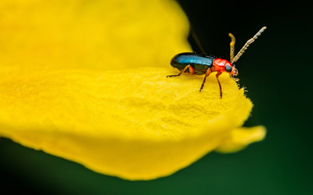 Cereal leaf beetle (Oulema melanopus) eating yellow elder flower, close up photography.