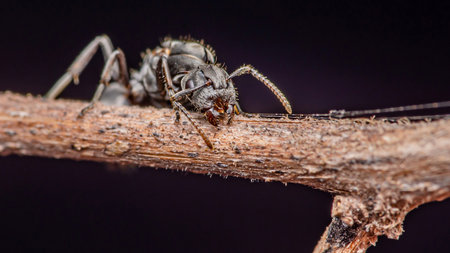 Close up face of black ant on tree branch, Selective focus.の写真素材