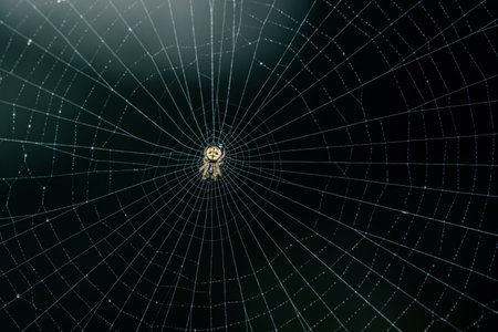 Water drops on spider web with rainy season and dark background, Selective focus.の写真素材