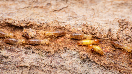 Close up of worker termites walking in nest on forest floor, Termites walking in mud tube, Small termites, Selective focus.の写真素材