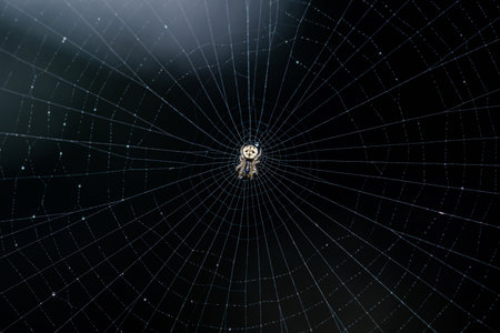 Water drops on spider web with rainy season and dark background, Selective focus.の写真素材