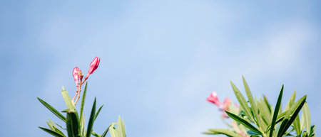 Oleander or Nerium Oleander flower buds have blue sky and white clouds background, Pink flowers and sunshine in morning.の写真素材