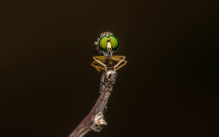 Close up a robber fly on branch and dark background, Nature background, Big eye insect, Thailand.の写真素材