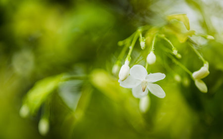 Close up of white flower (Wrightia religiosa, Apocynaceae),  Moke, Macro photo.